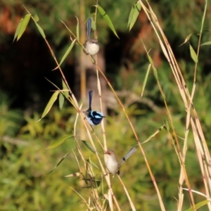 Malurus cyaneus at Molonglo Valley, ACT - 15 Jun 2021