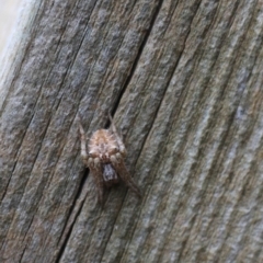 Backobourkia (genus) (An orb weaver) at Goulburn, NSW - 16 Jun 2021 by Rixon