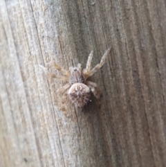 Backobourkia sp. (genus) at Goulburn, NSW - 16 Jun 2021