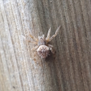 Backobourkia sp. (genus) at Goulburn, NSW - 16 Jun 2021