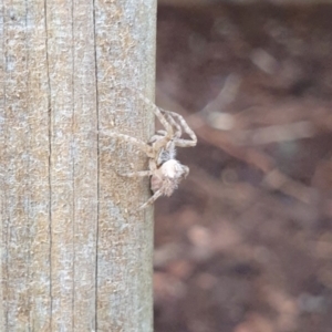 Backobourkia sp. (genus) at Goulburn, NSW - 16 Jun 2021