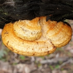 Truncospora ochroleuca at Aranda Bushland - 15 Jun 2021 by drakes