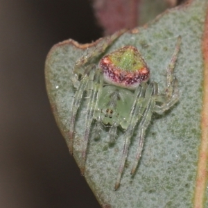 Araneus sp. (genus) at Downer, ACT - 15 Jun 2021