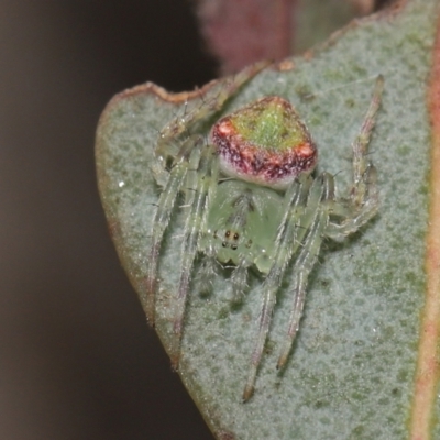 Araneus sp. (genus) (Orb weaver) at Downer, ACT - 15 Jun 2021 by TimL