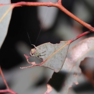 Araneus sp. (genus) at Downer, ACT - 15 Jun 2021