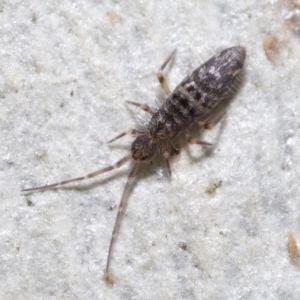 Paronellidae (family) at Downer, ACT - 15 Jun 2021