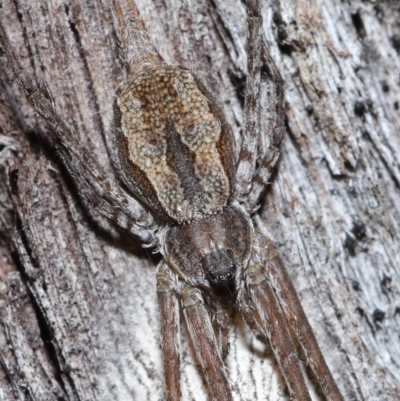 Tamopsis fickerti (Two-tailed spider) at Acton, ACT - 15 Jun 2021 by TimL