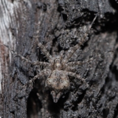 Tamopsis sp. (genus) (Two-tailed spider) at ANBG - 28 May 2021 by TimL