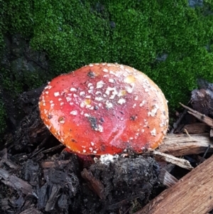 Amanita muscaria at Lyneham, ACT - 17 Jun 2021 07:48 AM