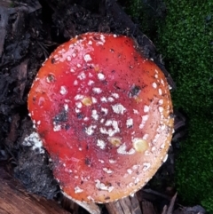 Amanita muscaria at Lyneham, ACT - 17 Jun 2021 07:48 AM