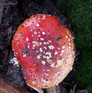 Amanita muscaria at Lyneham, ACT - 17 Jun 2021 07:48 AM