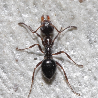Myrmecorhynchus emeryi (Possum Ant) at ANBG - 15 Jun 2021 by TimL