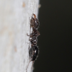 Myrmecorhynchus emeryi at Downer, ACT - 15 Jun 2021 11:39 AM