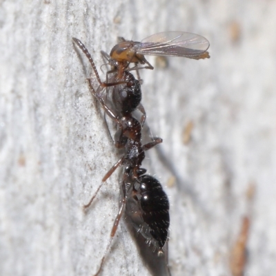 Myrmecorhynchus emeryi (Possum Ant) at ANBG - 15 Jun 2021 by TimL