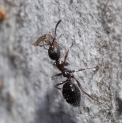 Myrmecorhynchus emeryi at Acton, ACT - 15 Jun 2021 12:05 PM