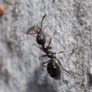 Myrmecorhynchus emeryi at Acton, ACT - 15 Jun 2021 12:05 PM