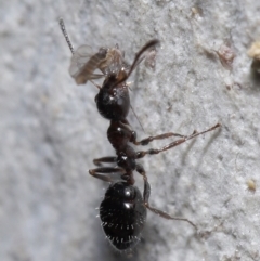 Myrmecorhynchus emeryi at Acton, ACT - 15 Jun 2021 12:05 PM