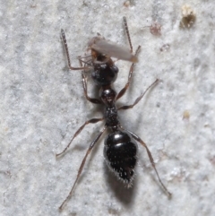 Myrmecorhynchus emeryi at Acton, ACT - 15 Jun 2021 12:05 PM