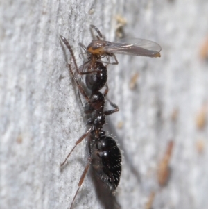 Myrmecorhynchus emeryi at Acton, ACT - 15 Jun 2021 12:05 PM