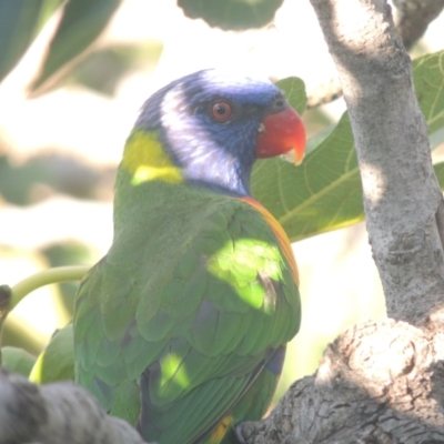 Trichoglossus moluccanus (Rainbow Lorikeet) at Conder, ACT - 13 Mar 2021 by michaelb