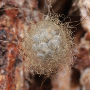 Australomimetus sp. (genus) at Acton, ACT - suppressed