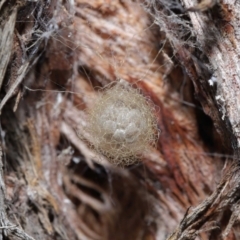 Australomimetus sp. (genus) at Acton, ACT - suppressed