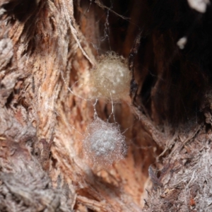 Australomimetus sp. (genus) at Acton, ACT - suppressed