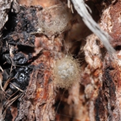 Australomimetus sp. (genus) at Acton, ACT - suppressed