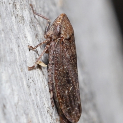Stenocotis sp. (genus) (A Leafhopper) at Acton, ACT - 15 Jun 2021 by TimL