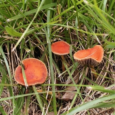 Leratiomyces ceres (Leratiomyces ceres) at Cook, ACT - 14 Jun 2021 by Heino1