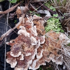 zz Polypore (shelf/hoof-like) at Bruce, ACT - 17 Jun 2021 by trevorpreston