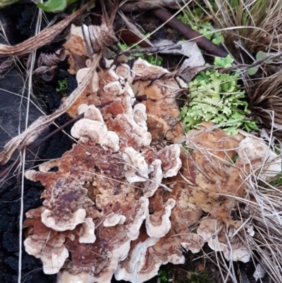 Unidentified Shelf-like to hoof-like & usually on wood at Bruce Ridge to Gossan Hill - 17 Jun 2021 by trevorpreston