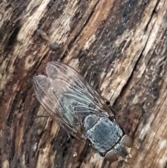 Calliphora sp. (genus) (Unidentified blowfly) at Flea Bog Flat, Bruce - 17 Jun 2021 by trevorpreston