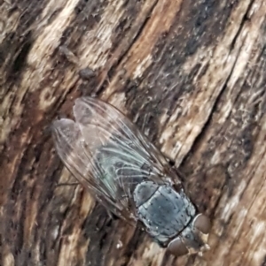 Calliphora sp. (genus) at Aranda, ACT - 17 Jun 2021 04:36 PM