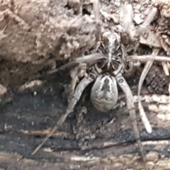 Tasmanicosa sp. (genus) (Unidentified Tasmanicosa wolf spider) at Bruce Ridge to Gossan Hill - 17 Jun 2021 by trevorpreston