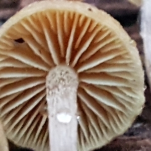 zz agaric (stem; gills not white/cream) at Bruce, ACT - 17 Jun 2021