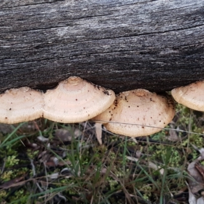 Truncospora ochroleuca at Flea Bog Flat, Bruce - 17 Jun 2021 by trevorpreston