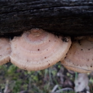 Truncospora ochroleuca at Bruce, ACT - 17 Jun 2021