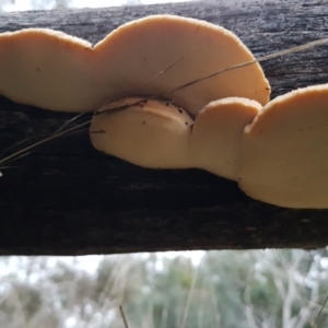 Truncospora ochroleuca at Bruce, ACT - 17 Jun 2021