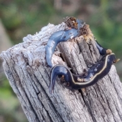 Caenoplana coerulea (Blue Planarian, Blue Garden Flatworm) at Flynn, ACT - 17 Feb 2021 by Coggo