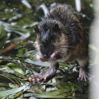 Hydromys chrysogaster (Rakali or Water Rat) at Belconnen, ACT - 14 Jun 2021 by AlisonMilton