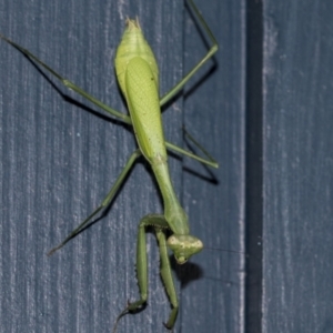 Pseudomantis albofimbriata at Higgins, ACT - 7 May 2021 06:00 PM