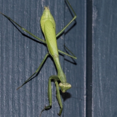 Pseudomantis albofimbriata (False garden mantis) at Higgins, ACT - 7 May 2021 by AlisonMilton