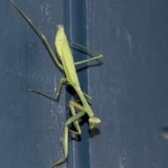 Pseudomantis albofimbriata at Higgins, ACT - 7 May 2021