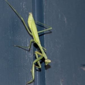 Pseudomantis albofimbriata at Higgins, ACT - 7 May 2021 06:00 PM