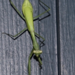 Pseudomantis albofimbriata at Higgins, ACT - 7 May 2021