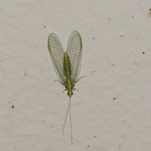 Mallada sp. (genus) at Higgins, ACT - 2 May 2021