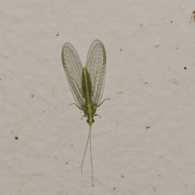 Mallada sp. (genus) (Green lacewing) at Higgins, ACT - 2 May 2021 by AlisonMilton