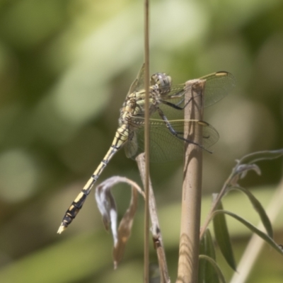 Orthetrum caledonicum (Blue Skimmer) at Higgins, ACT - 17 Jan 2018 by AlisonMilton