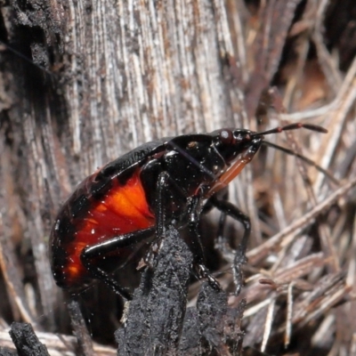 Cermatulus nasalis (Predatory shield bug, Glossy shield bug) at ANBG - 25 May 2021 by TimL